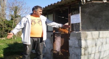 kokošinjac, Neretva