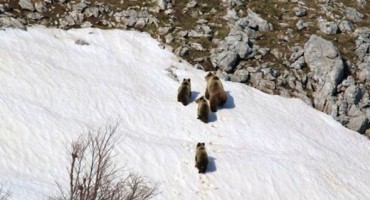 Medvjedica s mladunčadi uhvaćena objektivom na duvanjskoj planini