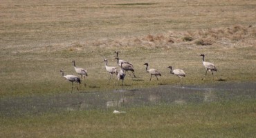 Neobično društvo u Šuici