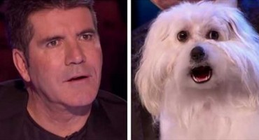 pas Wendy, Britanija ima talent