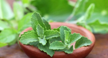 Stevija: Saznajte koje je tajno oružje ove savršene biljke!