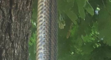 Ljubuški: Zmija iz Veljaka. Je li ovo crnostrik? 