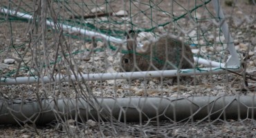 zeko, HŠK Zrinjski, sreća