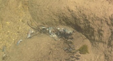  Je li pomor rakova u Lištici znak za uzbunu?