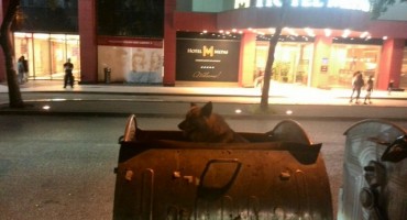 Mostarski crnjaci: Pas se ugnijezdio u kontejneru za smeće