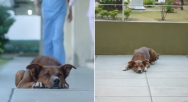  Pas je danima čekao , njegov vlasnik je umro, a onda je izašla djevojka kojoj su donirani organi vlasnika psa