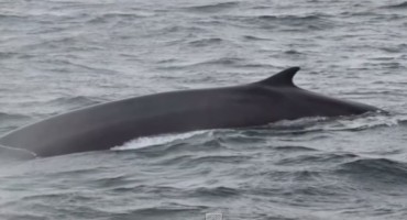 Druga najveća životinja na Zemlji viđena u Jadranu