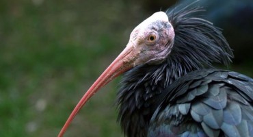 Zbog pada Palmyrije u ruke IS-a mogla bi izumrijeti vrsta ptice