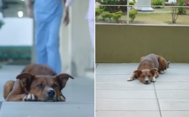 Pas, čovjek, organi