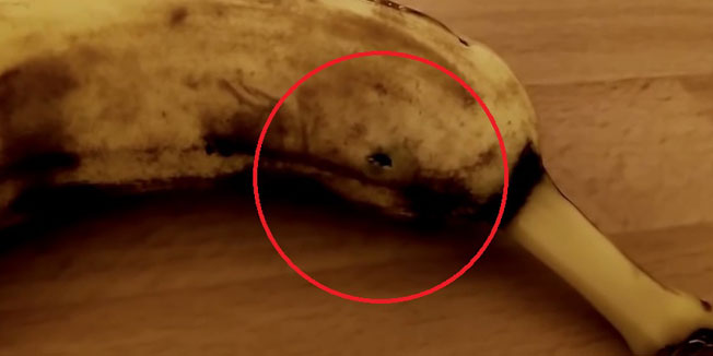 Ispod kore banane vidjelo se kako nešto migolji, a zatim je krenulo van: 'Od sada jedem samo jabuke'