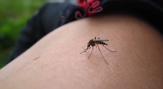 Pogledajte izbliza kako nam komarci točno piju krv