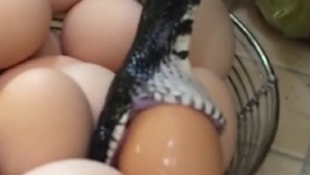 Zatekli zmiju kako opušteno jede svježe jaje iz košarice u kuhinji