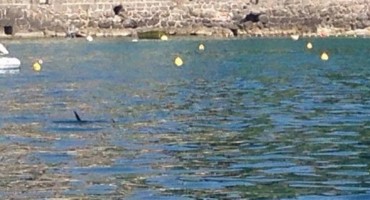 Turisti u panici bježali iz mora: Morska neman uočena u Jadranskom moru u Hrvatskoj