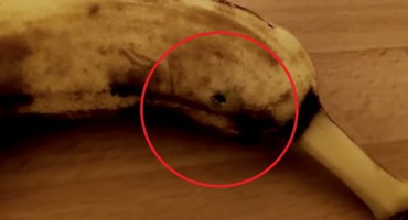 Ispod kore banane vidjelo se kako nešto migolji, a zatim je krenulo van: 'Od sada jedem samo jabuke'