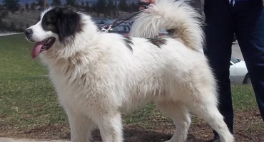 Ban Sokol , natjecanje, Pas tornjak