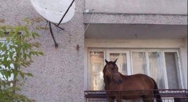 Hit u regiji: Konj odmara na terasi zgrade
