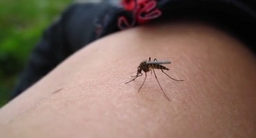 NAJOPASNIJE ŽIVOTINJE NA SVIJETU: Evo koje će osobe komarci češće gristi