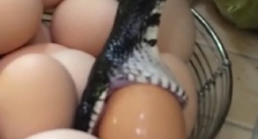Zatekli zmiju kako opušteno jede svježe jaje iz košarice u kuhinji