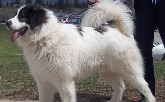 Hercegovački pas Ban Sokol proglašen najboljim na svijetu
