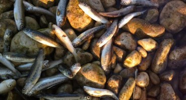 Široki Brijeg: Ekocid u Lištici