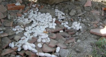 Djeca se igrala pored legla od 300 zmija 