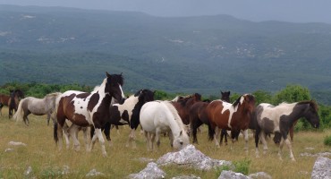 priče iz hercegovine, hodopisi, Dragan Marijanović