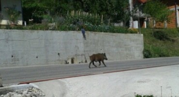 Divlja svinja prošetala Ramom