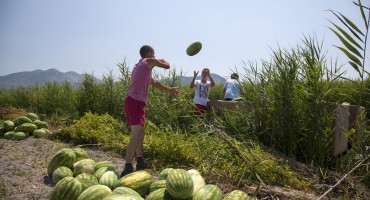Renesansa opuzenskih lubenica
