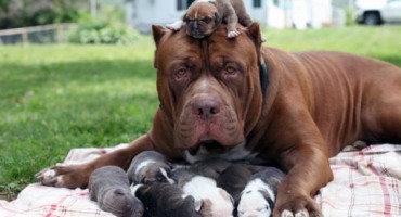 Najveći pitbul na svijetu postao tata