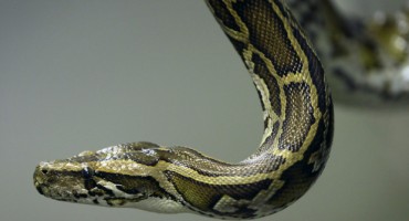 Udav zapravo ne davi svoje žrtve, ubija puno efikasnije