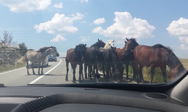 Divlji konji stvaraju probleme vozačima na Borovoj glavi