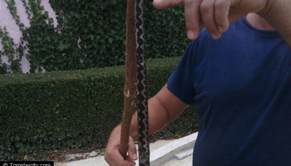 Tomislavgrad: U blizini kuće ulovljen poskok dugačak 75 cm
