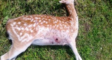 Čapljina, ubojstvo, potraga, jelen lopatar