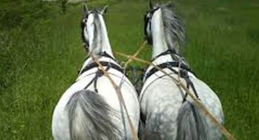 Ljubomorni suprug vezao ženu za zapregu i vukao je po njivi