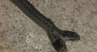 zmija, Livno, dvije glave