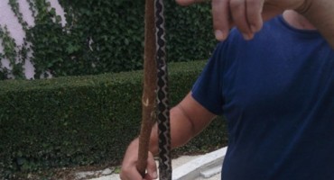 poskok, zmija, Tomislavgrad