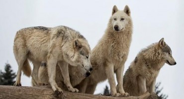 vukovi