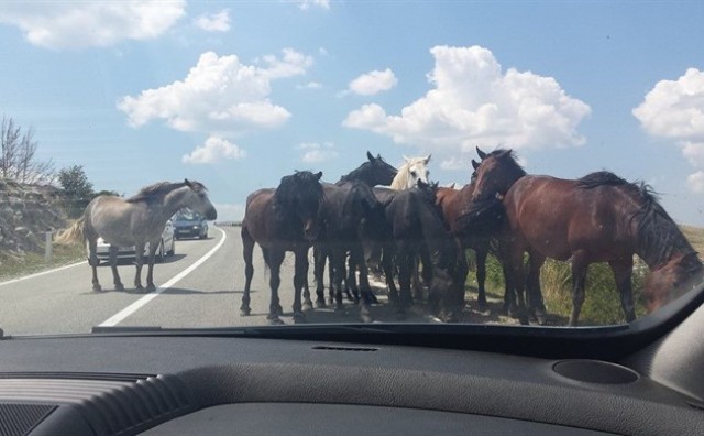 Livno: Put prema gradu blokirali divlji konji