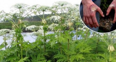 Oprez: Opasna biljka pojavila se i u BiH, ako je pipnete posljedice su užasne