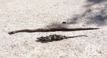 Široki Brijeg: Poskok bio na ručku, preplašio dječake pa zapeo u rupi u betonu blizu ulaza u kuću