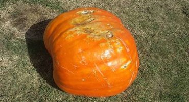 Stolac; U Aladinićima tikva teška 78 kg