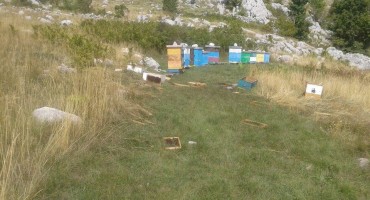 pčelari, medvjed, šteta
