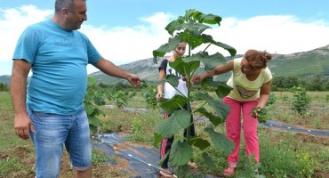Policajac Dragan Domazet prvi u Hercegovini zasadio drvo budućnosti 'Paulovnija'