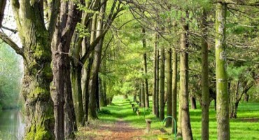 Naučnici izračunali koliko stabala raste na Zemlji