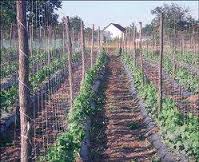 Njemačka tvrtka želi osigurati dobar prihod više od 1000 ljudi u Hercegovini.