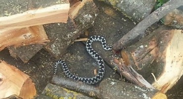 Tomislavgrad: Riđovka od 120 centimetara u drvima