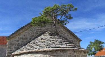 Priča o “boriću na krovu crkvice sv. Petra i Pavla u Nerežišćima”