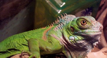 iguana, kućni ljubimci