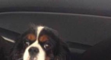 Pas, nestanak, nagrada