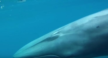 Prvi put snimljeno jedno od najtajnovitijih bića na Zemlji